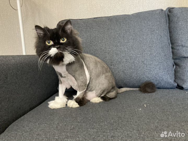 Стрижка и вычёсывание кошек. Груминг кошек