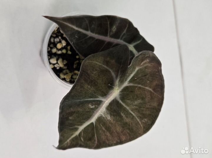 Клубни Алоказии Венусты