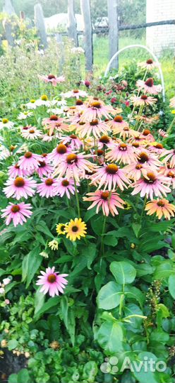Эхинацеи
