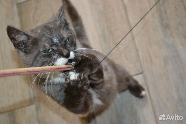 Кошка в дар