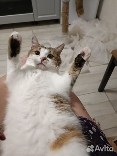 Котик в добрые ручки