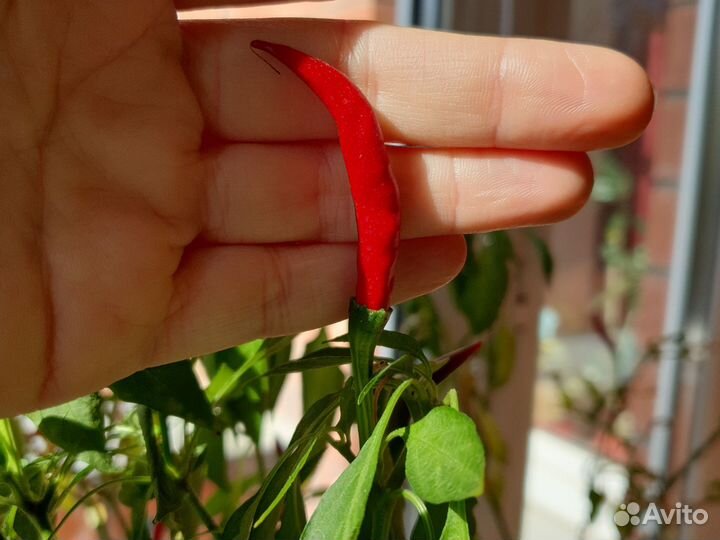 Острый перец чили