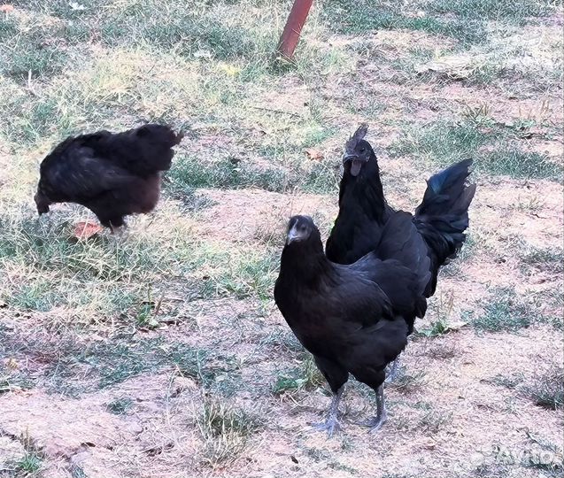 Семья ухейилюй