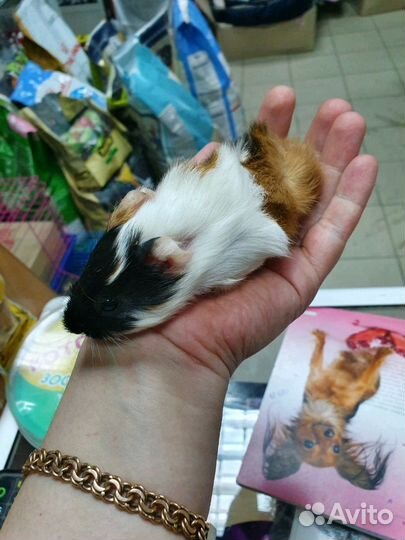 Морские свинки