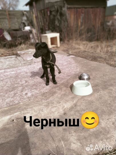 Отдам в добрые руки с будкой и чашками