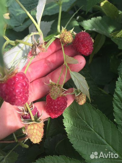 Ремонтантная малина