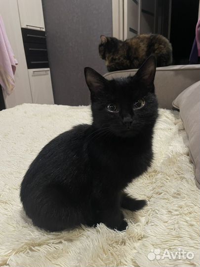 Котенок девочка в добрые руки