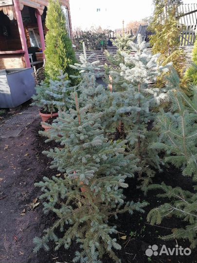 Ёлочки разного размера