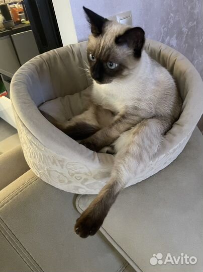 Сиамский кот вязка