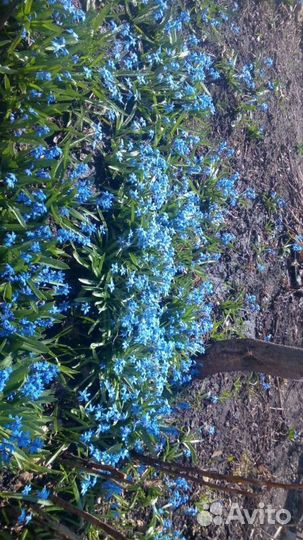 Пролеска,любисток,незабудки, жасмин, пион, мята