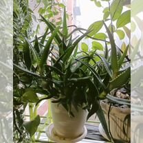 Алоэ лечебный