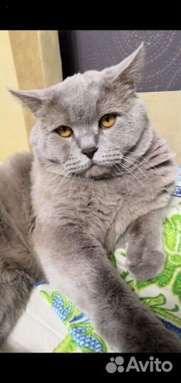 Шотландский котик для вязки