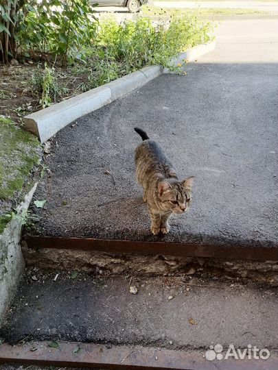 Кошки котята