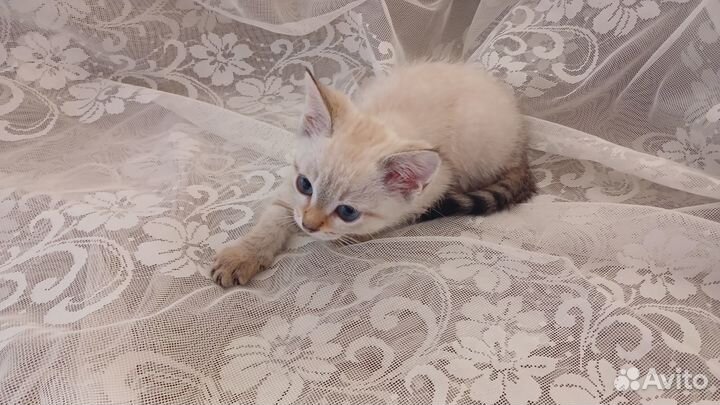 Тайский котёнок