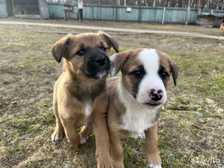 Щенки в добрые руки
