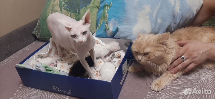 Котята отдам бесплатно