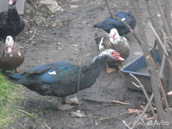 Мускатные утки