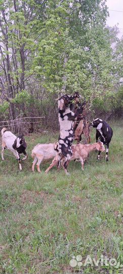 Англо нубийский козел