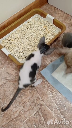 Котята корниш-рекс