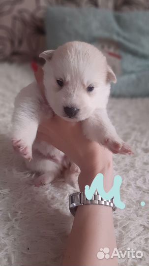 Щенки хаски