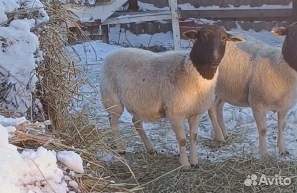Овцы, бараны, ягнята дорпера, катум, мясо баранина