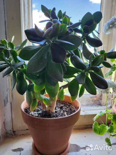 Крассула толстянка или денежное дерево