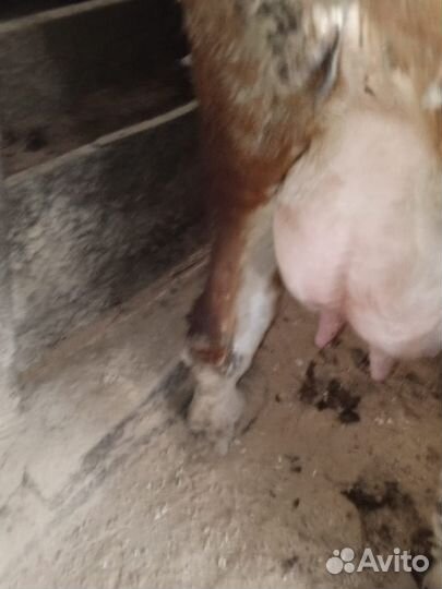 Корова на молоко