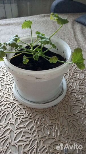 Пеларгония герань