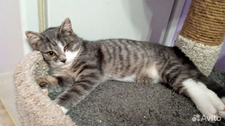 Особый котенок в добрые руки, стерилизованна