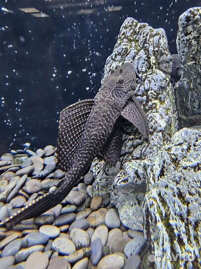 Сом птеригоплихт (парчовый)