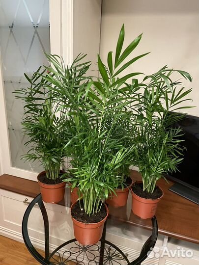 Пальма хамедорея