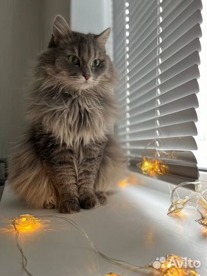 Вязка кошка