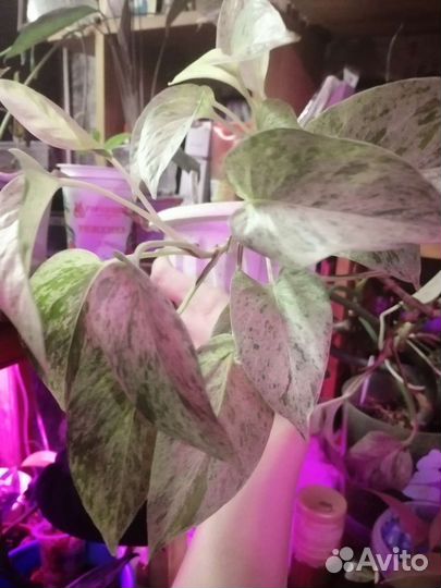 Сциндапсус разные