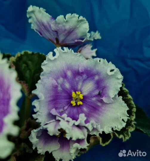 Сортовые фиалки комнатные цветы растения