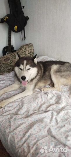 Собаки бесплатно хаски