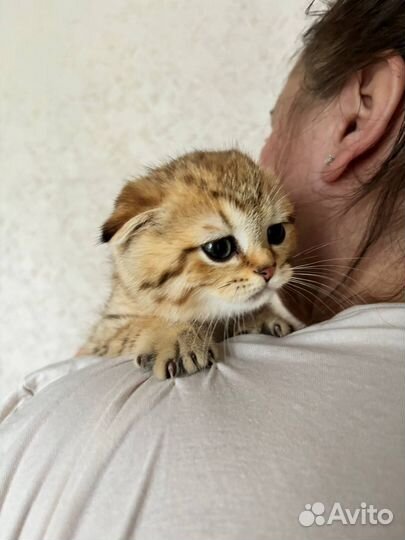 Шотландская вислоухая девочка