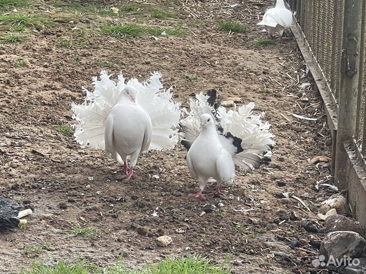 Павлины(голуби)