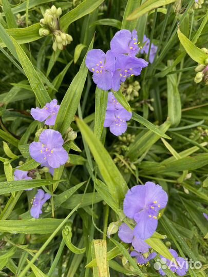 Традесканция Андерсона