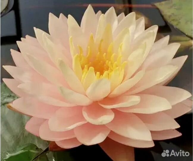 Нимфея Awesome