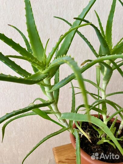 Алоэ столетник