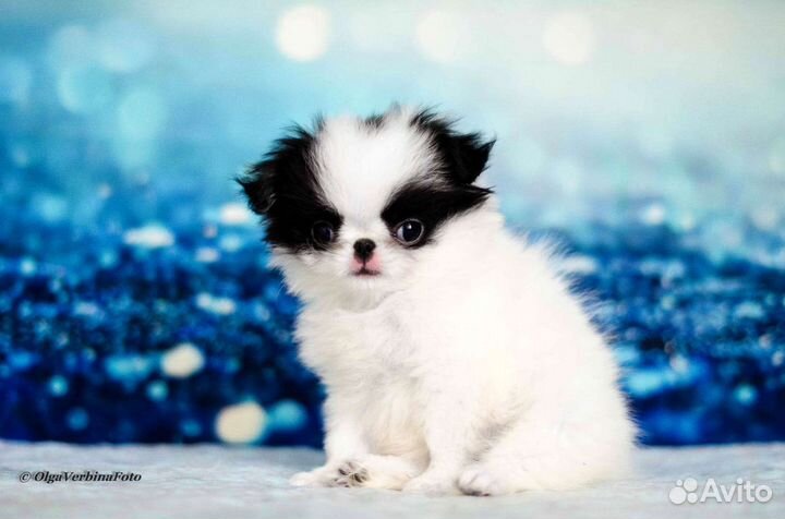 Японский хин