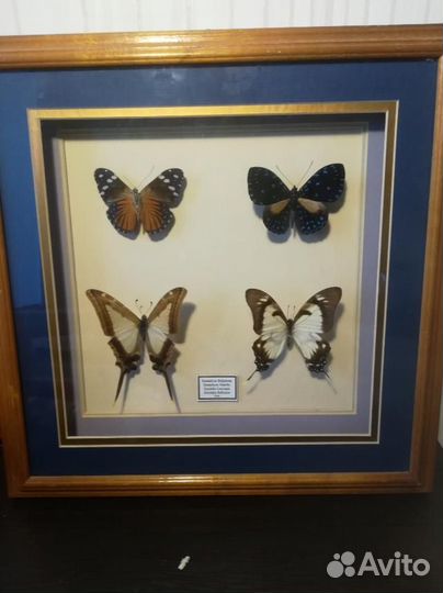 Коллекция бабочек