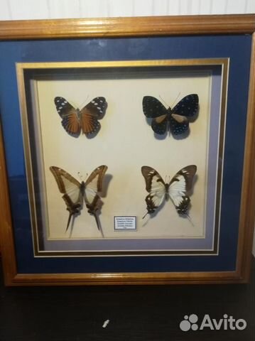 Коллекция бабочек