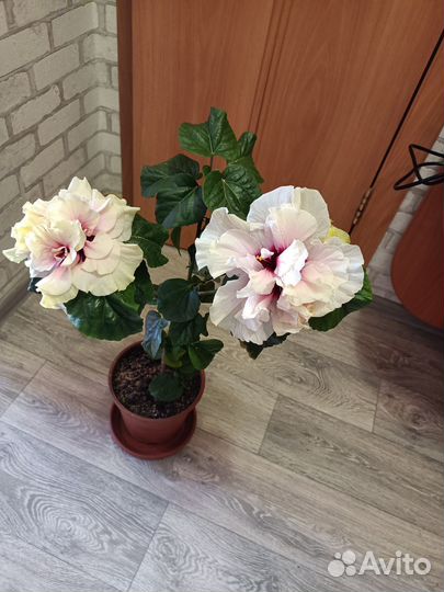 Комнатные растения и цветы