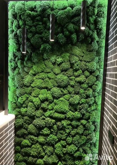 Вечно зеленый мох для декора кашпо спилы рейка