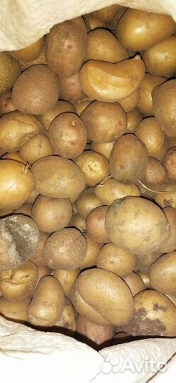 Картофель мелкий