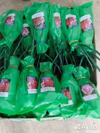 Кустовые розы (Саженцы) цветы