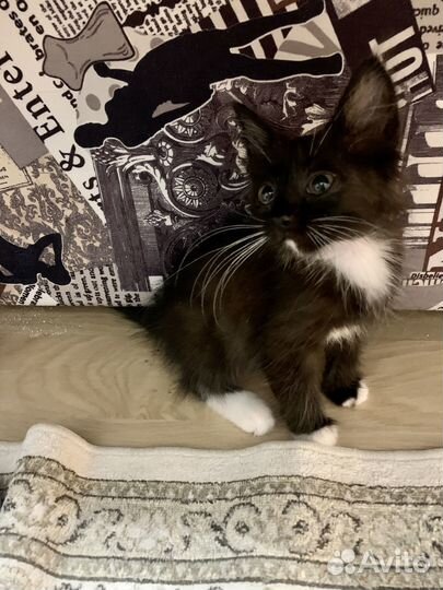 Котенок мальчик с изумрудными глазами