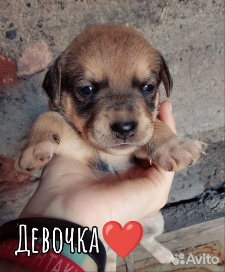 Щенки