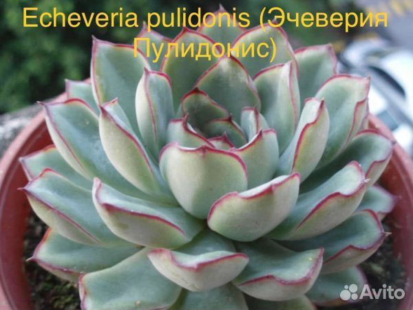 Эхеверия семена